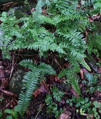 Polystichum tripteron