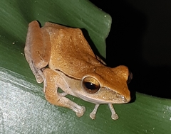 Polypedates leucomystax