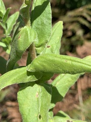 Helichrysum aureolum