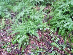 Polystichum tripteron