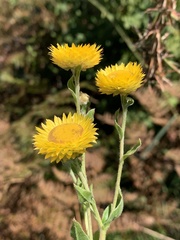 Helichrysum aureolum