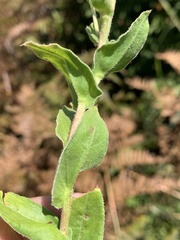 Helichrysum aureolum