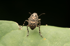 Sphinctotropis paviei