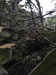 Meriania macrophylla