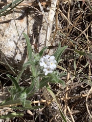 Cryptantha barbigera fergusoniae