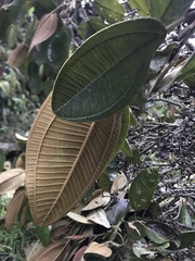 Meriania macrophylla