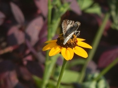Lepidoptera