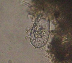 Euglypha