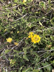Lantana × hybrida
