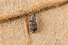 Zopheridae