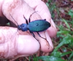 Carabus hummeli