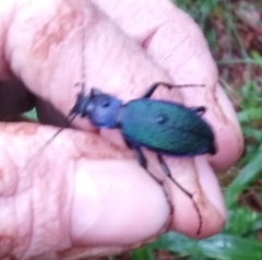 Carabus hummeli