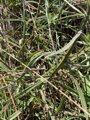 Helichrysum stenopterum