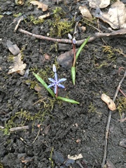 Scilla vindobonensis