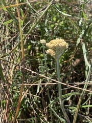 Helichrysum stenopterum
