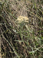 Helichrysum stenopterum