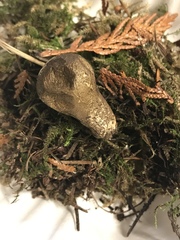 Lycoperdon nigrescens