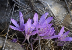 Colchicum feinbruniae