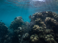 Neopomacentrus azysron