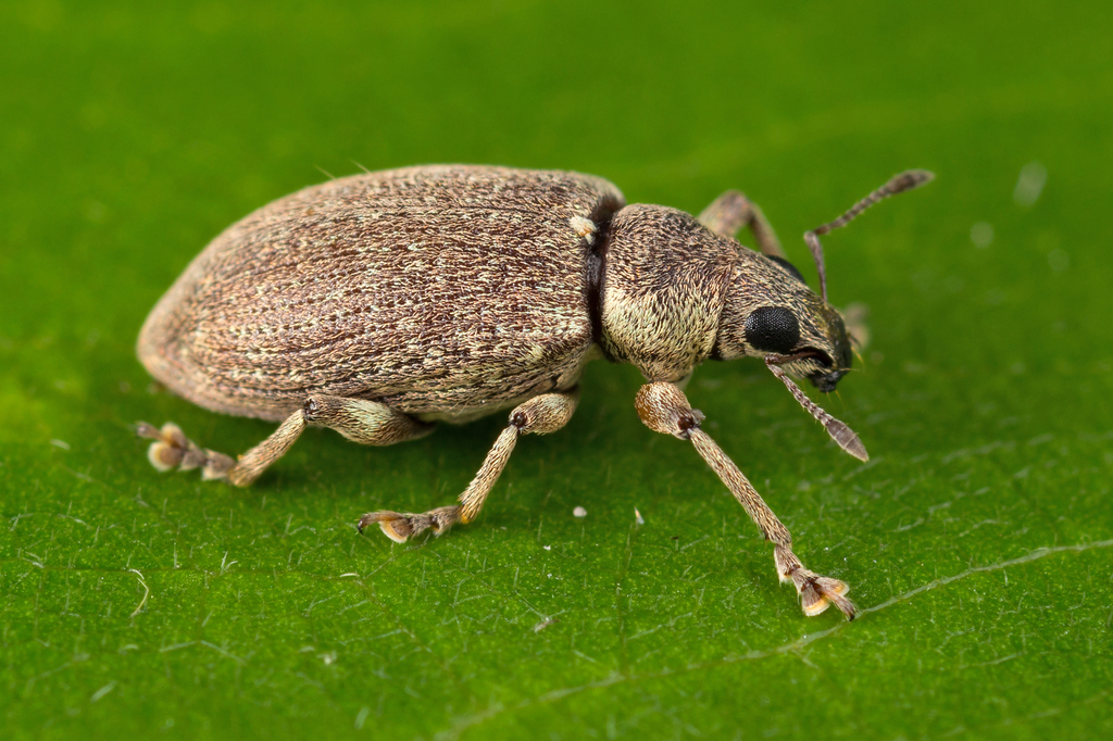 Cratopus adspersus