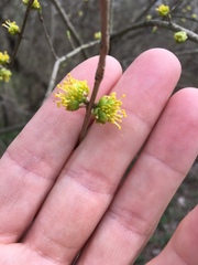 Forestiera acuminata
