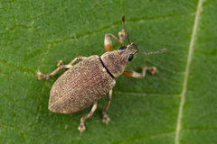 Cratopus adspersus