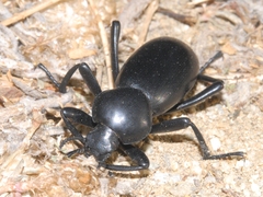 Eleodes grandicollis
