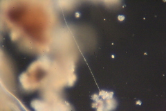 Oscillatoria redekei