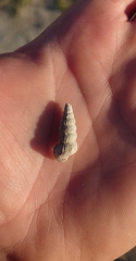 Cerithideopsis