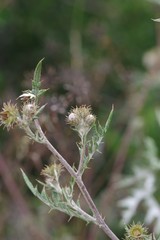 Berkheya bipinnatifida bipinnatifida
