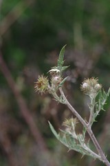 Berkheya bipinnatifida bipinnatifida