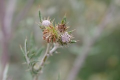 Berkheya bipinnatifida bipinnatifida