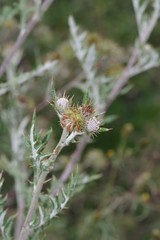 Berkheya bipinnatifida bipinnatifida