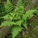 Dryopteris carthusiana - Photo (c) Anatoliy Khapugin, algunos derechos reservados (CC BY-NC-SA), subido por Anatoliy Khapugin