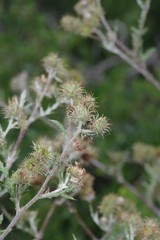 Berkheya bipinnatifida bipinnatifida