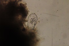 Euglypha