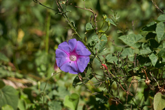 Ipomoea orizabensis austromexicana