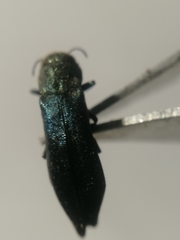 Agrilus viridis