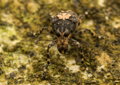 Sphinctotropis paviei