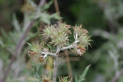 Berkheya bipinnatifida bipinnatifida