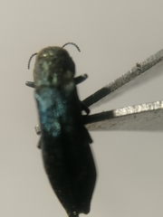 Agrilus viridis