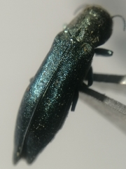 Agrilus viridis