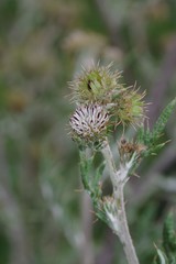 Berkheya bipinnatifida bipinnatifida
