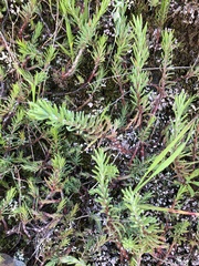 Petrosedum amplexicaule