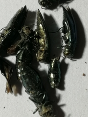 Agrilus viridis