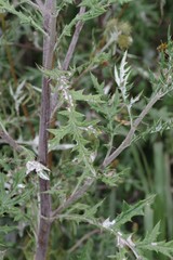 Berkheya bipinnatifida bipinnatifida
