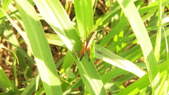Amblytropidia australis