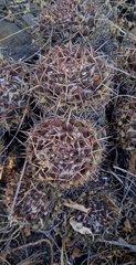 Mammillaria karwinskiana karwinskiana