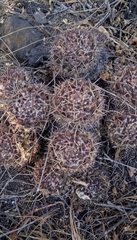 Mammillaria karwinskiana karwinskiana