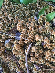 Sphagnum flavicomans